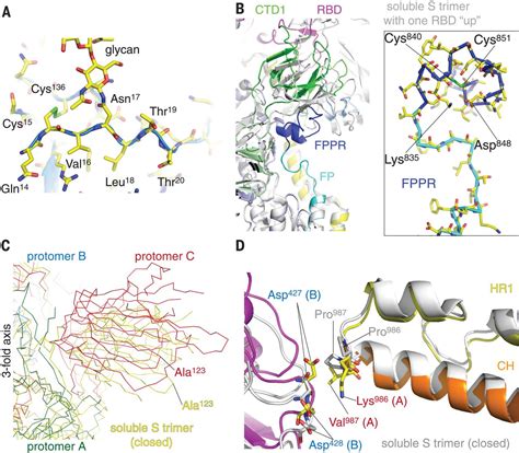 Distinct Conformational States Of Sars Cov 2 Spike Protein Science