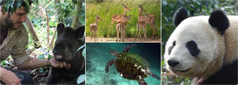 Animal Conservation Work | The Great Projects