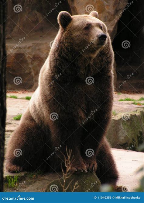 Domestic Bear Stock Photo Image Of Animal Captivity 11040356