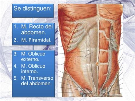 Músculos Fascias Y Aponeurosis Del Abdomen