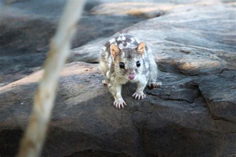 Sex And No Sleep May Be Killing Endangered Quolls New Study Finds