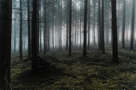 Leafless trees growing in misty forest · Free Stock Photo