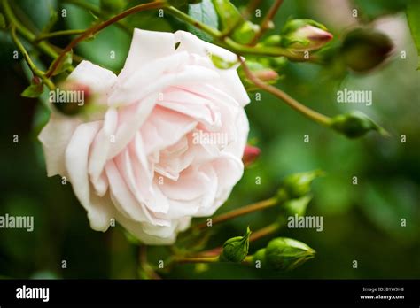 Rosa New Dawn Stock Photo Alamy
