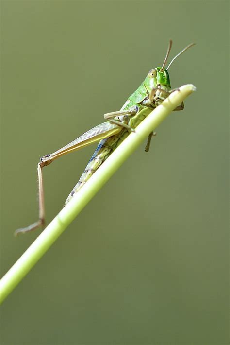 Common Green Grasshopper Omocestus Viridulus An Inverteb Flickr