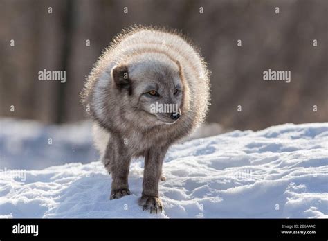 Arctic fox in winter Stock Photo - Alamy