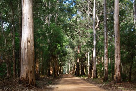 Eucalyptus Diversicolor Australian Native Plants Society Australia