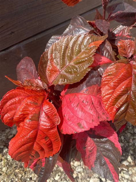 Copper Leaf Plant Acalypha Wilkesiana 10 Inch Pot Etsy