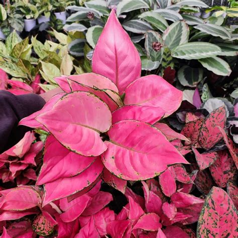 Aglaonema Pink Anyamanee Nurserybuy