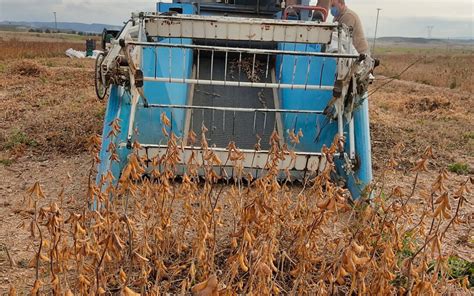 Tendencia A La Baja En Los Cereales En Una Lonja Del Ebro Donde Destaca