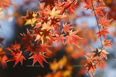 紅葉するモミジ[10610004700]の写真素材・イラスト素材｜アマナイメージズ