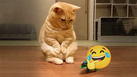 Best Funniest Cats 😹 Dont Try To Hold Back Laughter 😂 Funny Cats