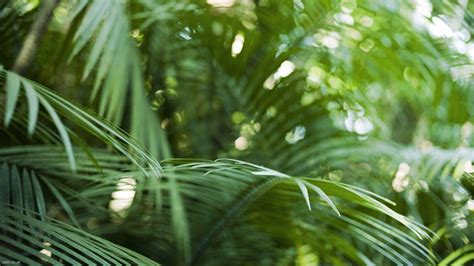 Rainforest Leaves Computer Wallpapers Top Free Rainforest Leaves