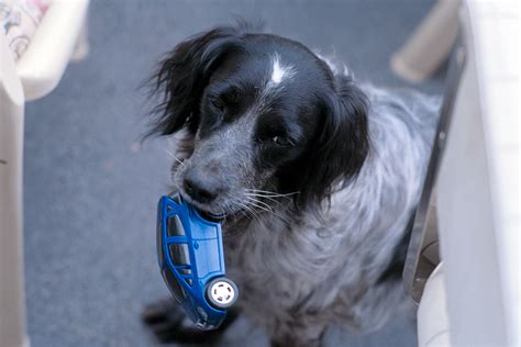 Gastritis Beim Hund Pets On Tour