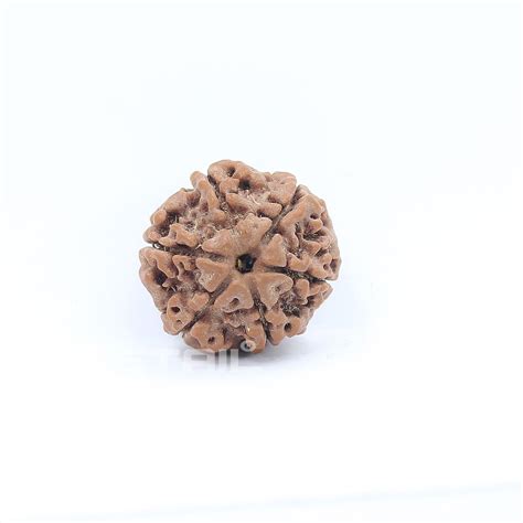 Natural Round Shape Mukhi Rudraksha Grams From Nepal I G L Lab