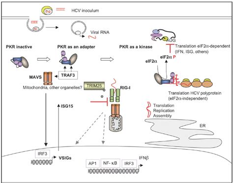 Pkr Isg As Modulators Of Ifn Induction During Hcv Infection Hcv