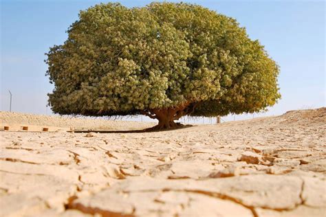 The Blessed Tree Of Jordan Charismatic Planet