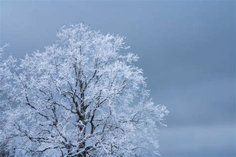 80+ Single Tree Winter And Powder Snow Stock Photos, Pictures & Royalty-Free Images - iStock