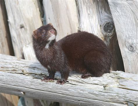 6000 Pictures Of Weasels Stock Photos Pictures And Royalty Free Images