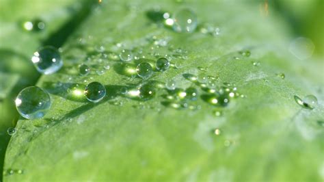 Banco De Imagens Agua Natureza Grama Solta Plantar Gramado Flor