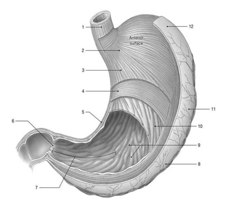 Digestive Diagrams Flashcards Quizlet