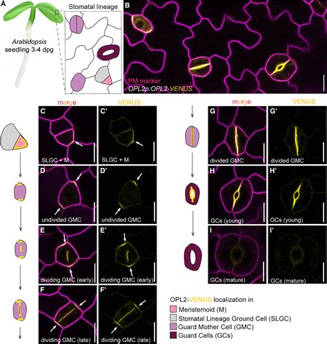 Spatially Resolved Proteomics Of The Arabidopsis Stomatal Lineage