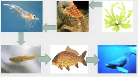 CADENA ALIMENTICIA Características niveles y ejemplos