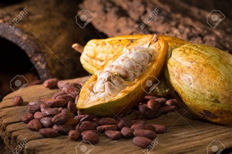 Cacao Fruit Raw Cacao Beans Cocoa Pod On Wooden Background Stock