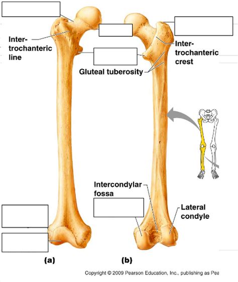 Femur Labeling Diagram Quizlet