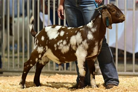 Nubian Show Goats