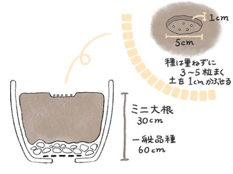 大根の種まきはいつまで？植える時期や間引き頻度などの育て方｜🍀greensnap（グリーンスナップ）