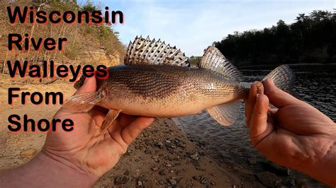 Wisconsin River Walleyes From Shore Youtube