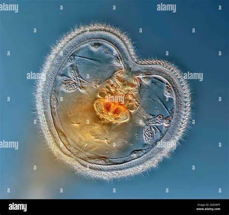 Rotifer Light Micrograph Rotifers Phylum Rotifera Are Microscopic