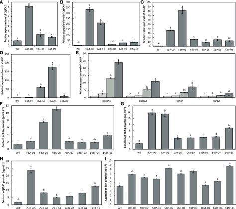 Expression Analysis Of Transgenic Lines A D Qrt Pcr Analysis Of