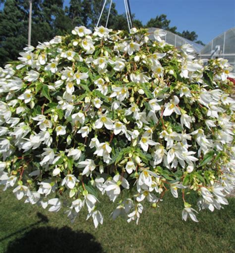 Begonia Basket White Lumigreen Sk