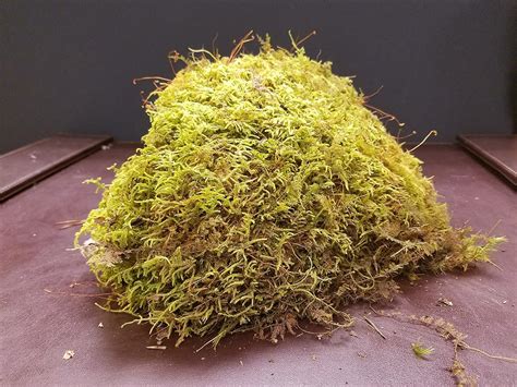 LIVE FERN MOSS / SHEET MOSS FOR TERRARIUMS GARDENS CRAFTS BONSAI 1 Quart