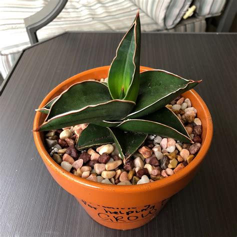 Sansevieria Ehrenbergii Samurai Dwarf Snake Plant Samurai Dwarf In