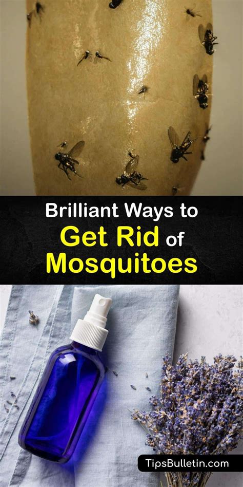 Brilliant Ways To Get Rid Of Mosquitoes Mosquito Repellent Homemade