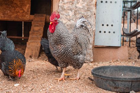 Learn What To Include In Your Custom Chicken Feed Mix Best Chicken