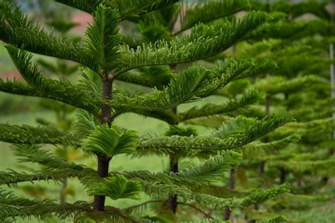 Página 3 Imágenes de Araucaria Arbol Vectores fotos de stock y PSD