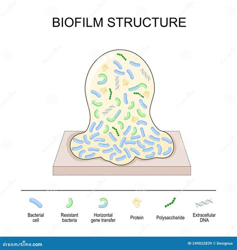 Biofilm Structure. Bacterial Cell Colony Stock Vector - Illustration of bacterial, aureus: 249022839