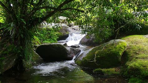 Mais De Imagens Gr Tis De Mata Atl Ntica E Natureza