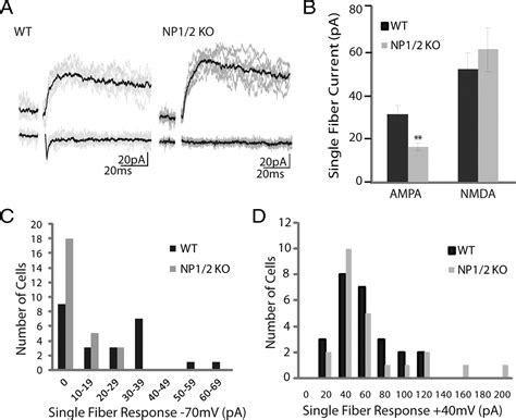 Neuronal Pentraxins Mediate Silent Synapse Conversion In The Developing