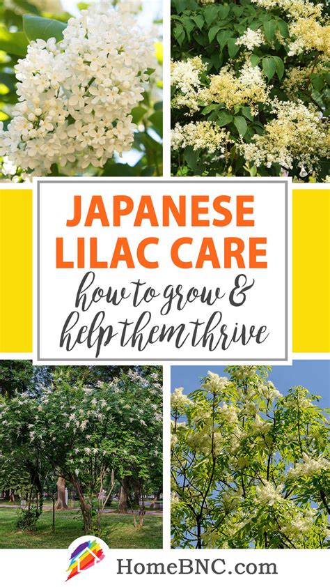 Japanese Lilac Tree Care - How to Plant, Grow and Help Them Thrive