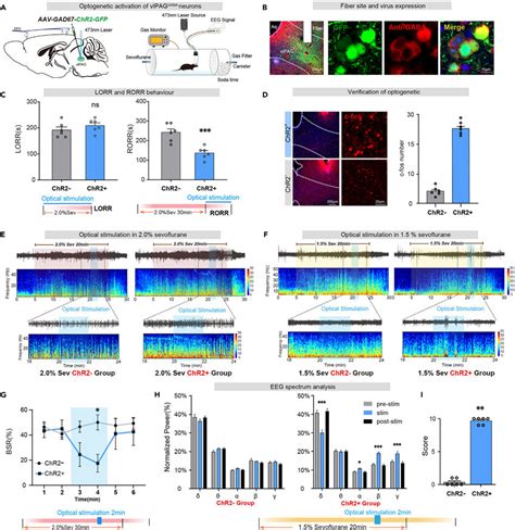 Optical Activation Of VlPAG GABA Neurons Promotes Arousal From