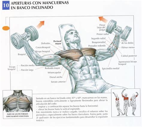 Ejercicios De Pecho ~ Personal Trainer