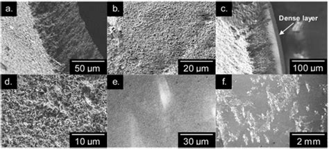 (a) Scanning electron microscopy (SEM) perspective view showing the ... 