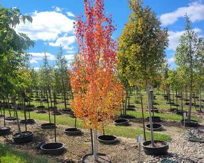 Mountain Sentinel Aspen Poplar Natorp S Online Plant Store