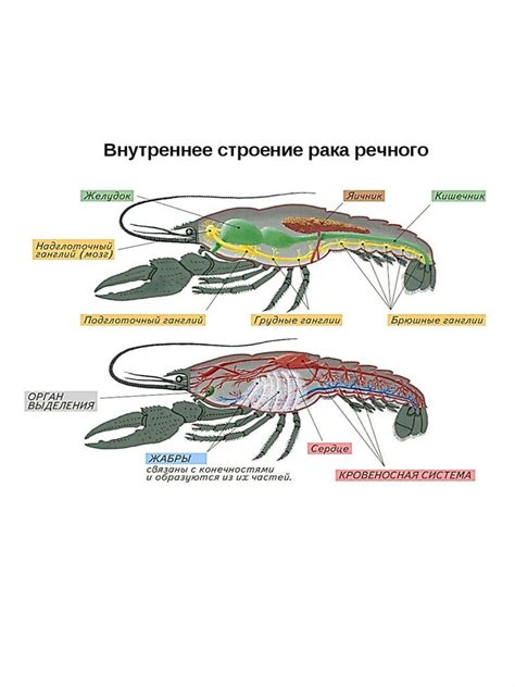 Строение ракообразных на примере речного рака - online presentation