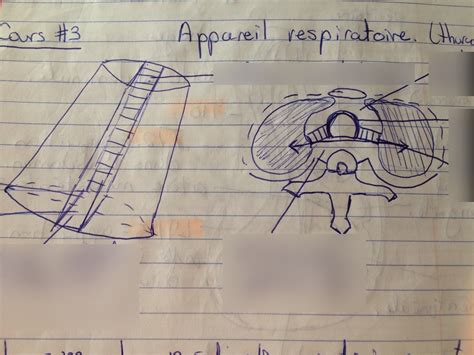 Diagramme De Appareil Respiratoire Thorax Quizlet