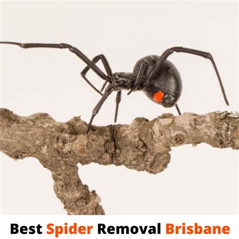 Spider Control Brisbane 0482074889 1 Certified Spider Exterminator